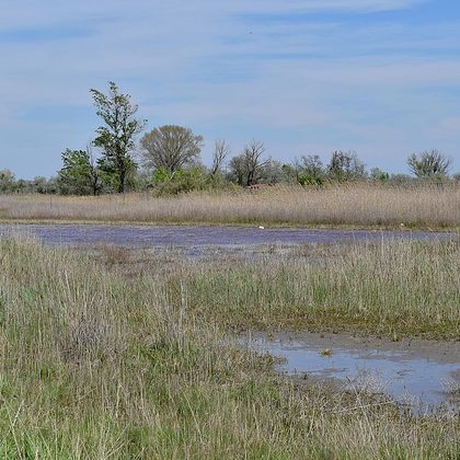 Inland saline and brackish marshes and reedbeds
