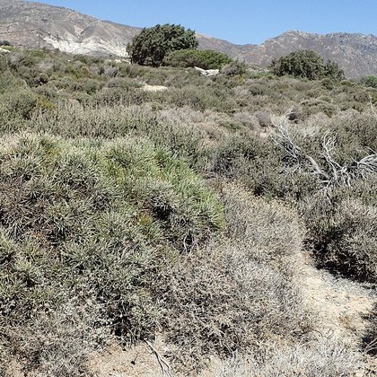 Spiny Mediterranean heaths