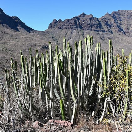 Thermo-Atlantic xerophytic scrub